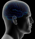 Brain cerebellum