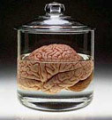Brain in a jar