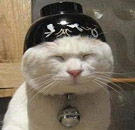 Cat with bowl on head
