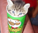 Also, kittens. Kitten peeking out of a Pringles can