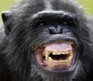 Is there anything in my teeth? God, I hate corn on the cob, it's so messy. Chimpanzee showing his teeth in aggressive display