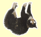 Dead cat