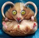 Evil hamster