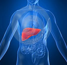 Liver diagram inside a human body