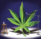 This HAS to be interesting. Marijuana leaf doing theater