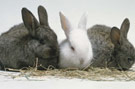 2 black and 1 white rabbit