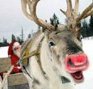 Only later did the public come to find out the red nose was due strictly to windburn. Rudolph the Red-Nosed Reindeer pulling Santa in a sleigh