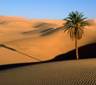 It's not real, don't worry. Sahara Desert with one palm tree