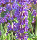 Put this in your pipe and smoke it. Salvia flower