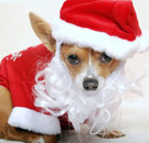 No Taco Bell for you. Santa chihuahua dog on Christmas