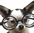Dog wearing funny glasses