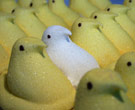 One white Peep in the middle of all yellow ones.