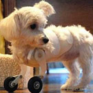 Puppy with wheels for front legs