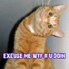 Meow's picture