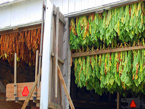 Amish tobacco crop