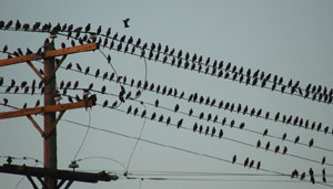 Birds on power lines