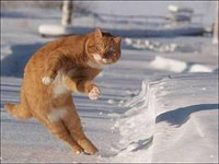 Cat jumping in the snow