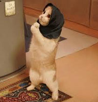 Cat praying with a headscarf