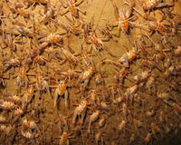 Cave crickets by the hundreds on a wall