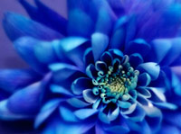 Flower that is cerulean colored blue