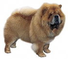 Chow Chow breed dog