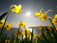 Daffodils in the sunlight