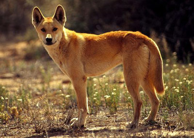 Australian dingo