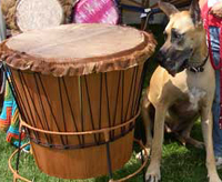 Dog looking at a drum in a drum circle