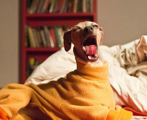 Dog in an orange blanket