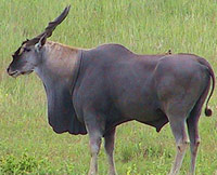 Eland (antelope)