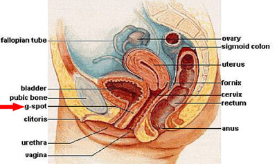 Female reproductive anatomy diagram