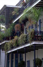 French Quarter balcony with plants hanging off