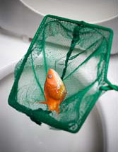 Dead goldfish in a net over a toilet