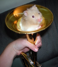 Hamster in trumpet
