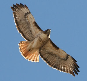 Hawk circling overhead