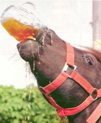 Horse guzzling beer