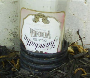 Kamchatka vodka bottle