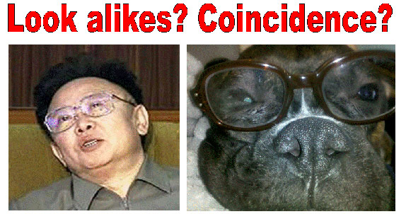 Kim Jong-Il boxer dog lookalike