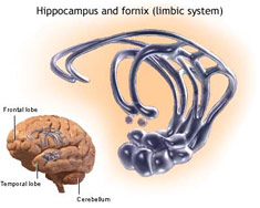 Limbic system of the brain diagram