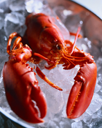 Lobsterfest lobster on ice
