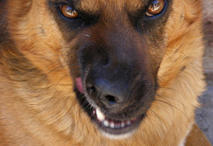Mean, angry dog showing teeth snarling