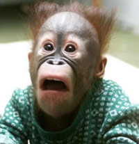 Monkey with a shocked face