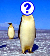 Penguin with a question mark on its face