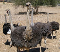 Angry ostriches 