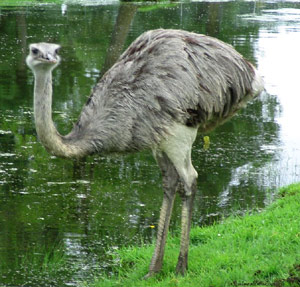 Ostrich standing next to a lake