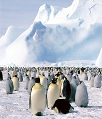 Penguins in front of an Antarctic glacier