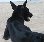 Phu Quoc breed dog