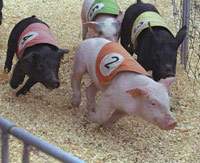4 pigs on a racetrack running