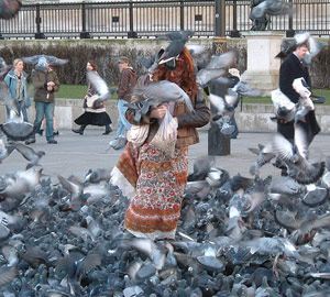 Pigeons in a city square