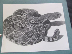 Rattlesnake in black and white photo